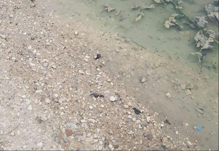 Sciami di insetti nelle pozzanghere del sottomura Rampari San Paolo a Ferrara