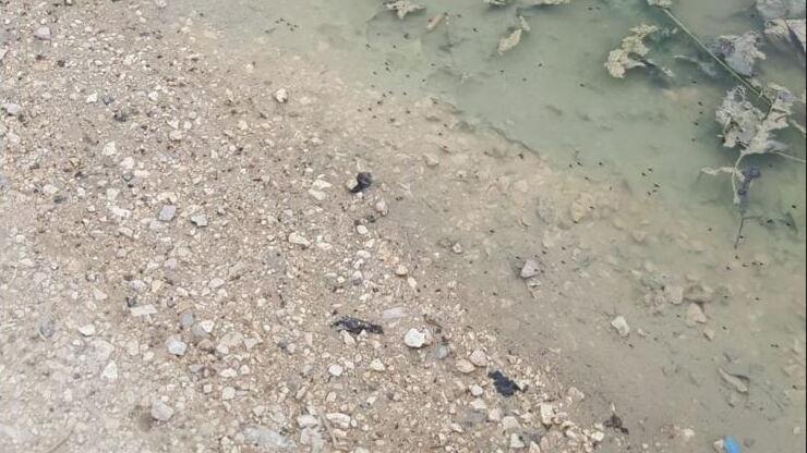 Sciami di insetti nelle pozzanghere del sottomura Rampari San Paolo a Ferrara