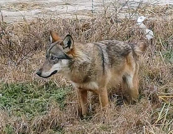 Ferrara, il lupo è stato “declassato”. Caccia selettiva all’orizzonte<br type="_moz" />
