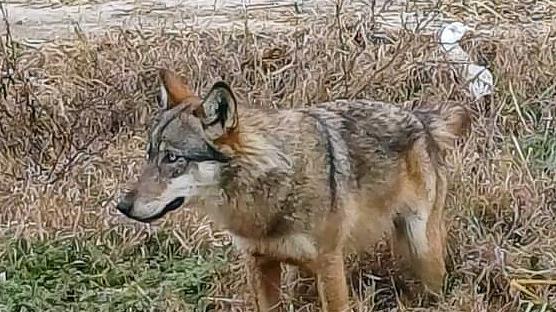 Ferrara, il lupo è stato “declassato”. Caccia selettiva all’orizzonte<br type="_moz" />