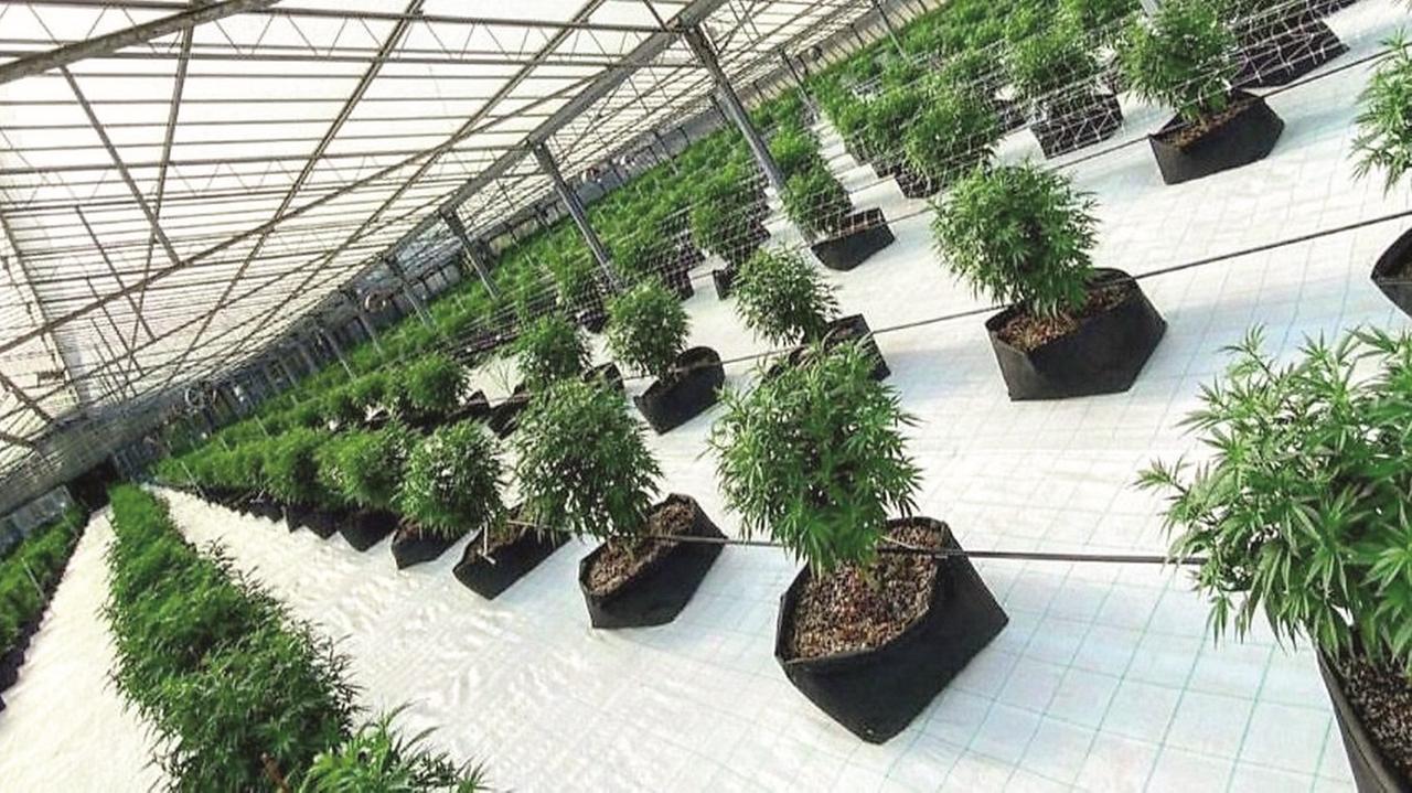 Lavoravano con la cannabis sativa: il gip dispone l’imputazione coatta