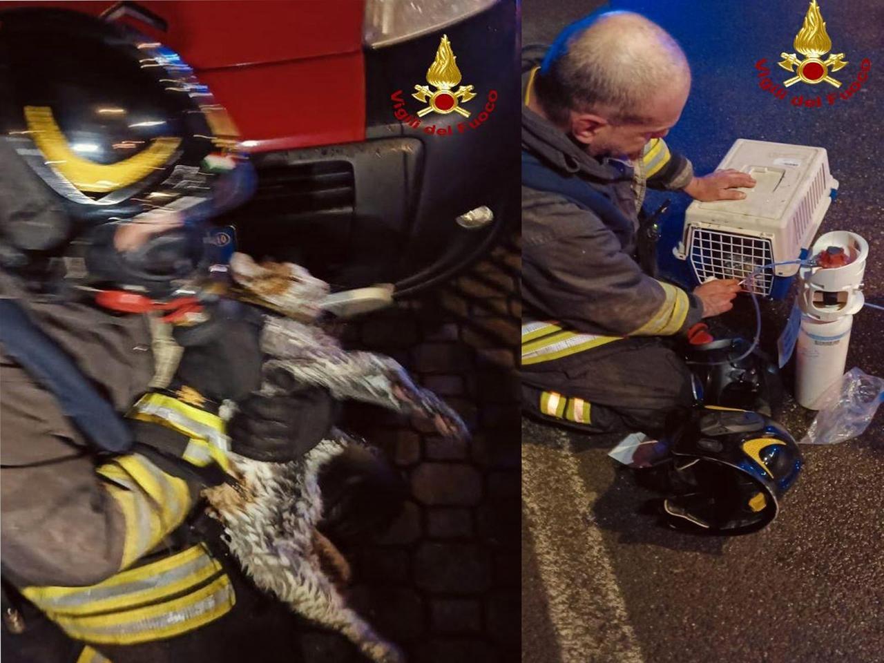 Incendio a Roteglia: appartamento inagibile, salvato anche un gatto