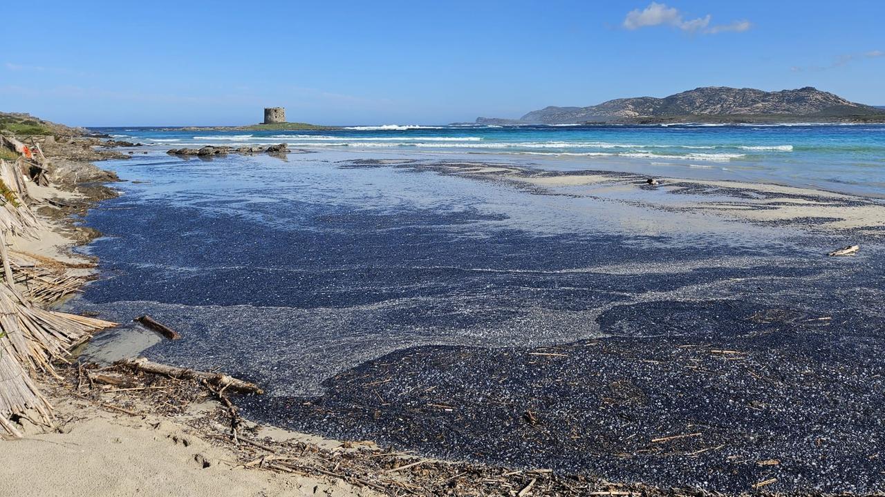 Spettacolo a Stintino, la spiaggia della Pelosa ricoperta di velelle