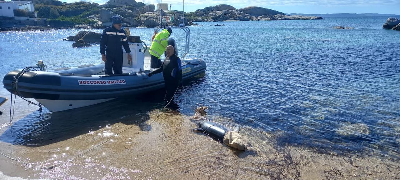 Portato al largo il delfino morto a La Maddalena: riposa a una profondità di 45 metri