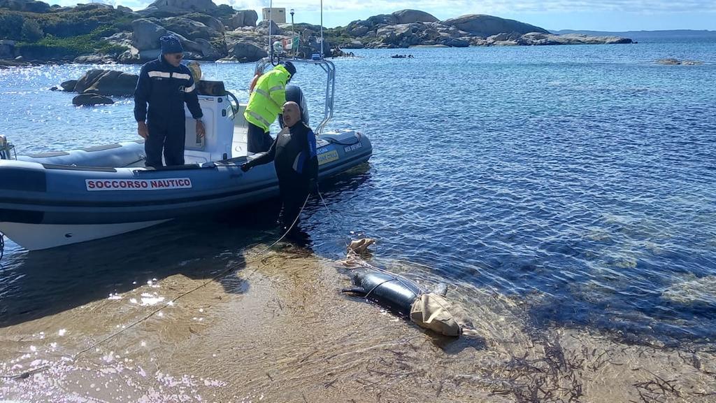 Portato al largo il delfino morto a La Maddalena: riposa a una profondità di 45 metri