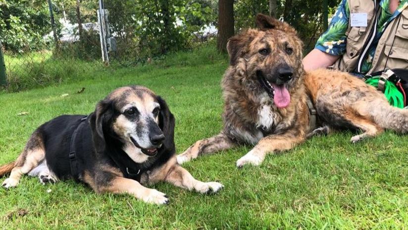 Bonus animali, un contributo per pagare le spese veterinarie