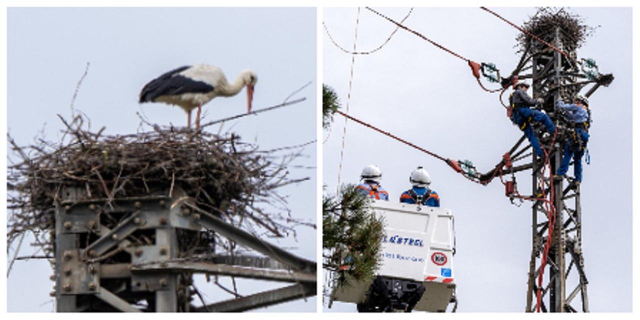 
	A sinistra un nido di una cicogna, a destra l'intervento dei tecnici


