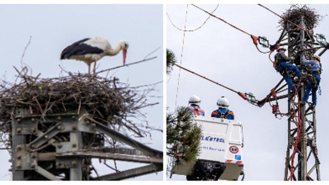 A sinistra un nido di una cicogna, a destra l'intervento dei tecnici