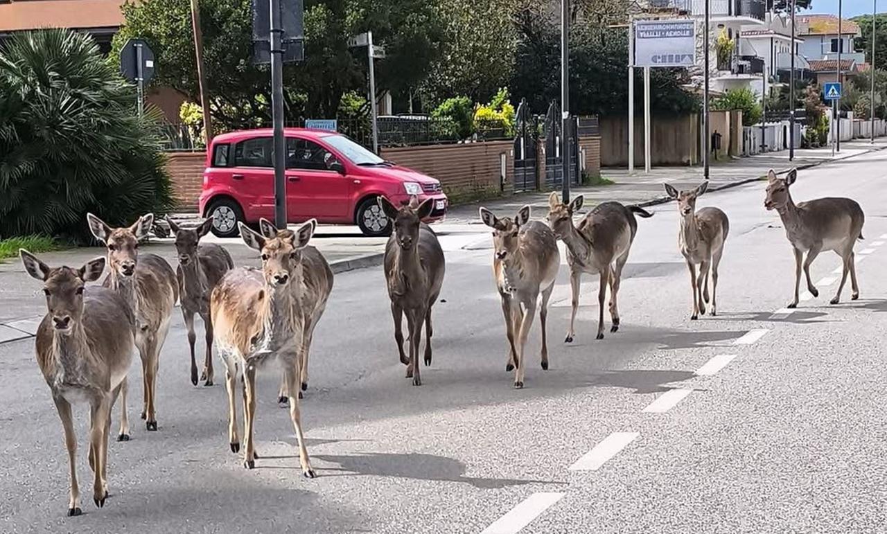 Lido Nazioni, daini a passeggio lungo viale Inghilterra