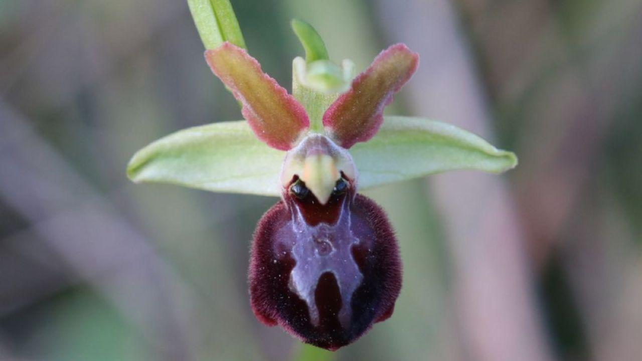 L’Ofride marittima