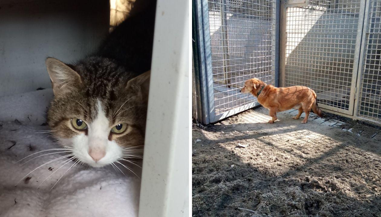 Livorno, si cercano i proprietari di un cane e un gatto: sono alla Cuccia nel bosco