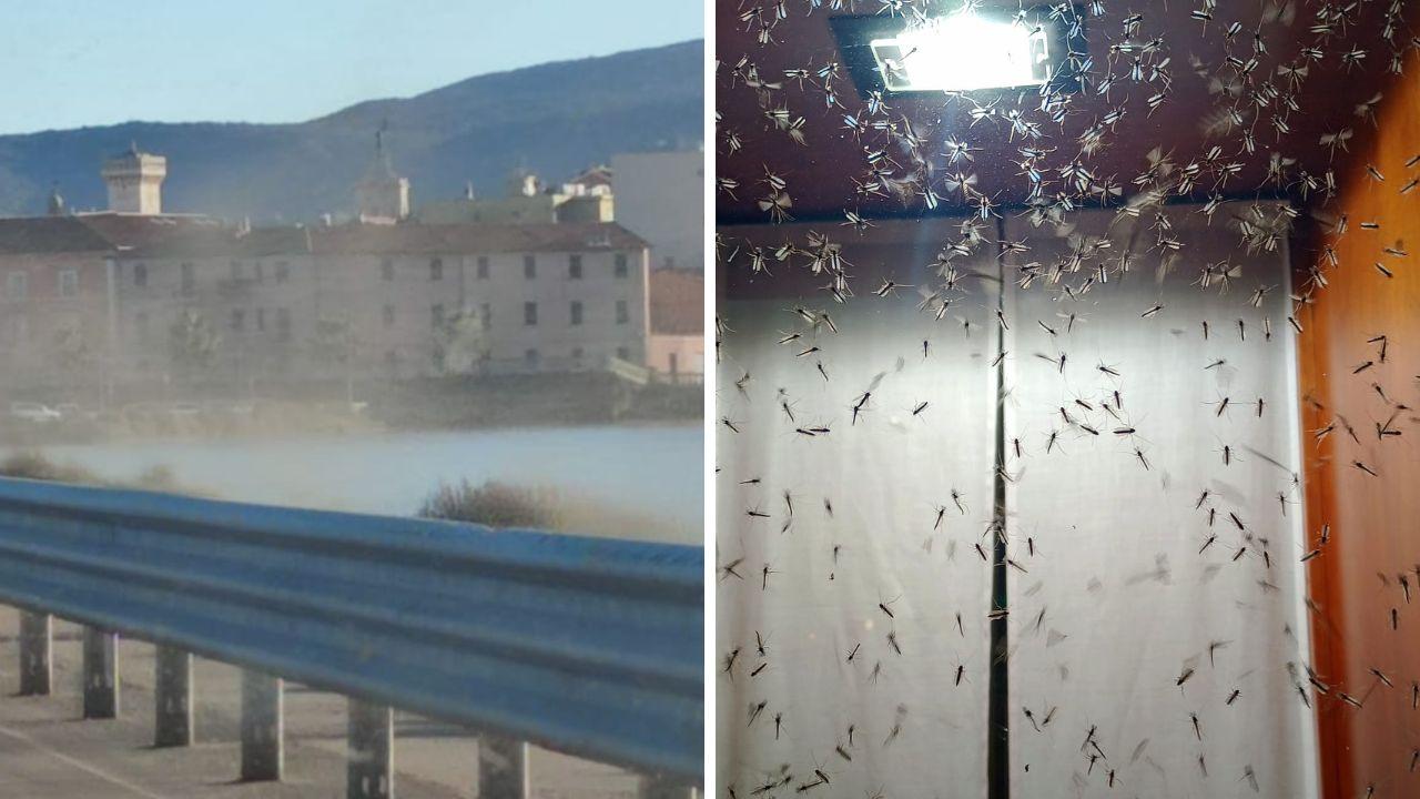 Uno sciame lungo via della Diga e un altro nella cittadina