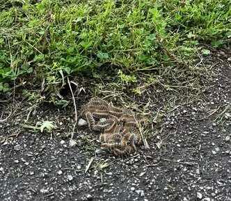 Processionaria, pulci e zecche: primavera difficile a Porto Garibaldi