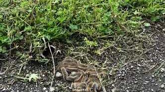 Processionaria, pulci e zecche: primavera difficile a Porto Garibaldi