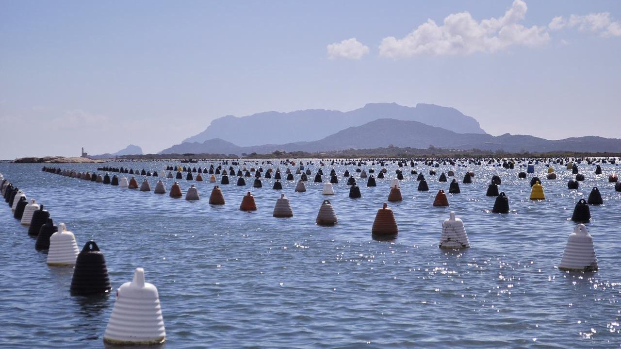 Olbia, i danni delle alte temperature: «Meno cozze e prezzi in aumento»