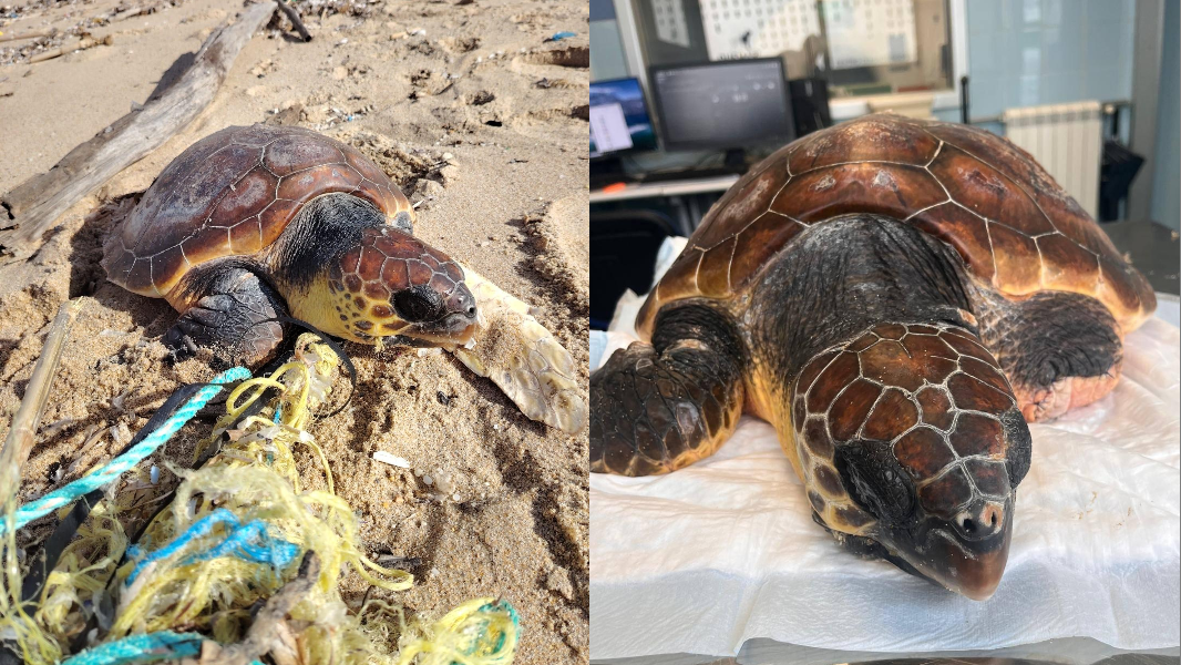 Caretta caretta intrappolata nelle reti: salvata sulla spiaggia di Piscinas