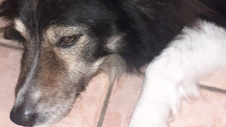 Violenza su un cane a Malborghetto, Debby colpita da un carabina: è in gravi condizioni