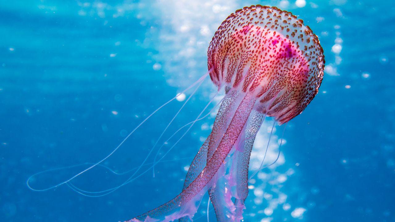 Esemplare di medusa in una foto di repertorio