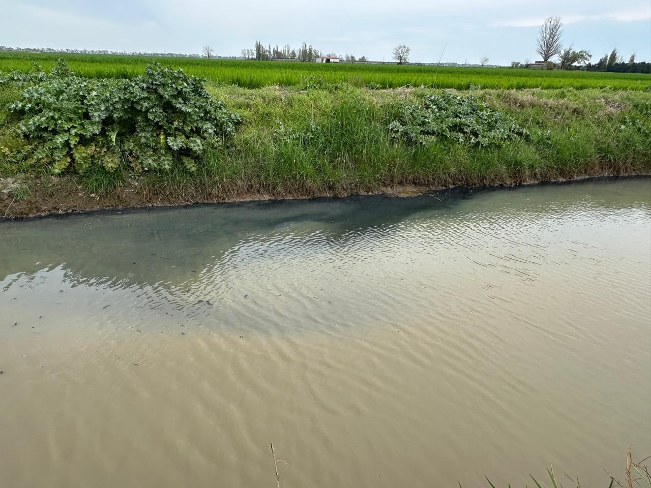 Odore di zolfo e moria di pesci in provincia di Ferrara. “Abbiamo avuto capogiri e sentito bruciore a naso e bocca”
