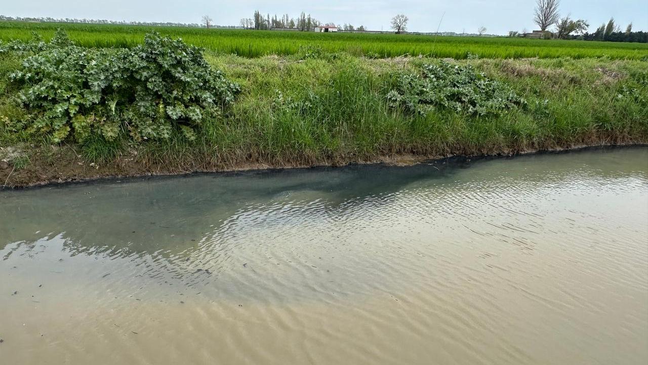 Odore di zolfo e moria di pesci in provincia di Ferrara. “Abbiamo avuto capogiri e sentito bruciore a naso e bocca”
