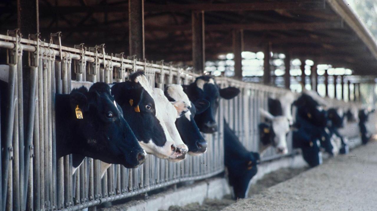 Coldiretti Sardegna: «A rischio interi settori produttivi»