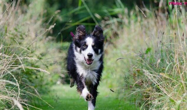 
	Un cane durante una passeggiata all'aria aperta

