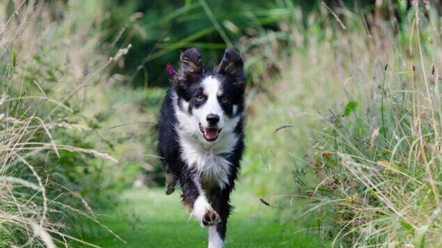 Un cane durante una passeggiata all'aria aperta