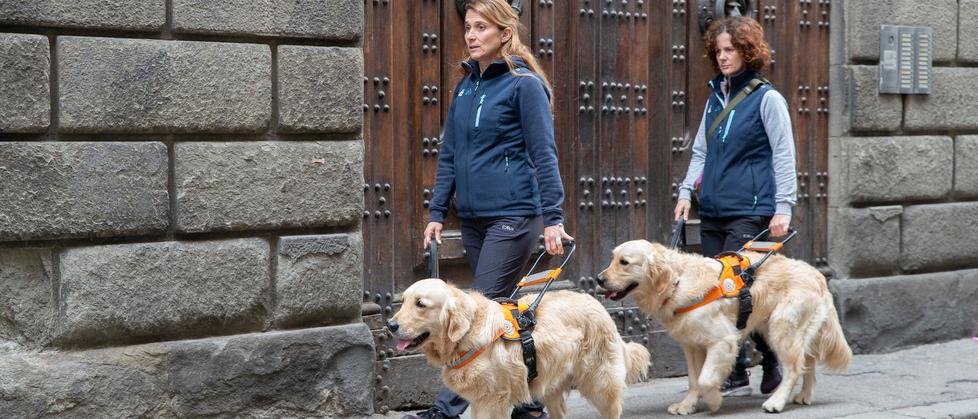 Due cani della Scuola nazionale cani guida per ciechi della Regione Toscana durante l’addestramento