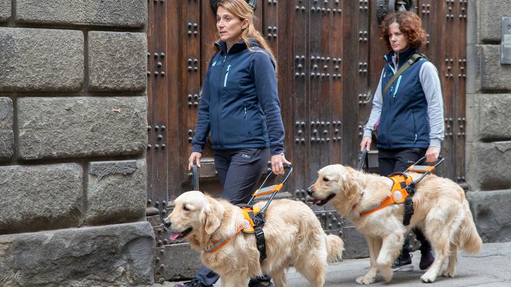 Due cani della Scuola nazionale cani guida per ciechi della Regione Toscana durante l’addestramento