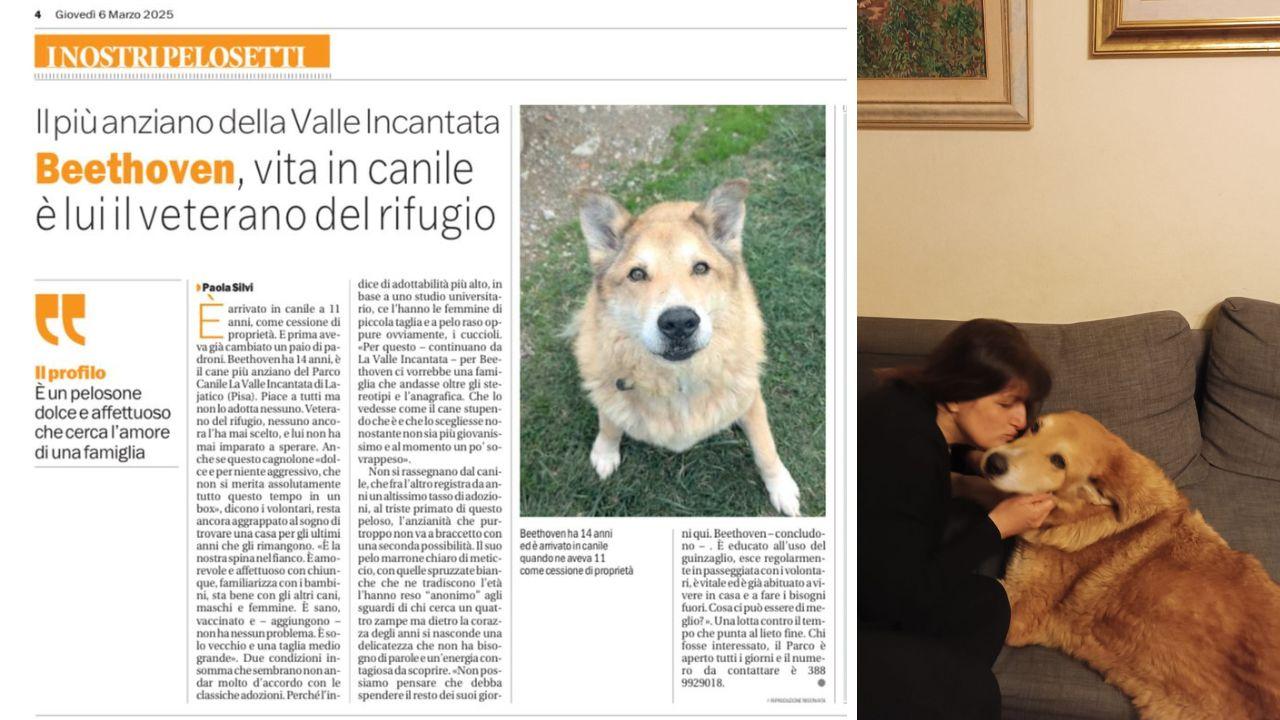 La nuova vita di Beethoven, il “cucciolone” toscano di 14 anni ha trovato casa: «È stato un colpo di fulmine»