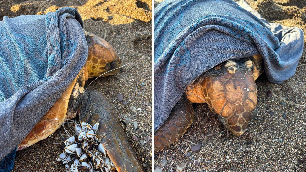 Le tartarughe marine trovate sulla spiaggia di Schiopparello (foto Legambiente / Facebook)