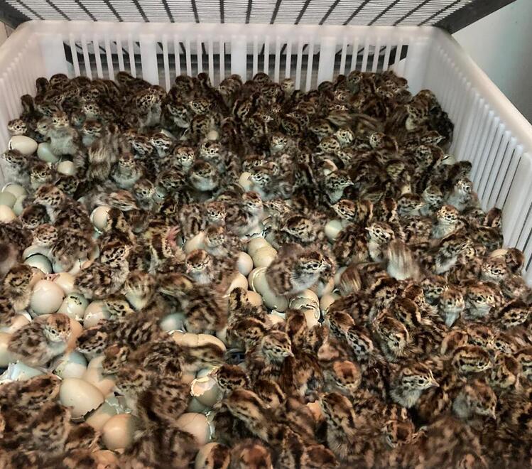 Il miracolo in Toscana, nascono mille starnotti: la speranza per la specie estinta in natura