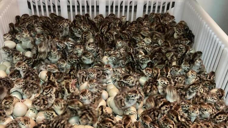 Il miracolo in Toscana, nascono mille starnotti: la speranza per la specie estinta in natura