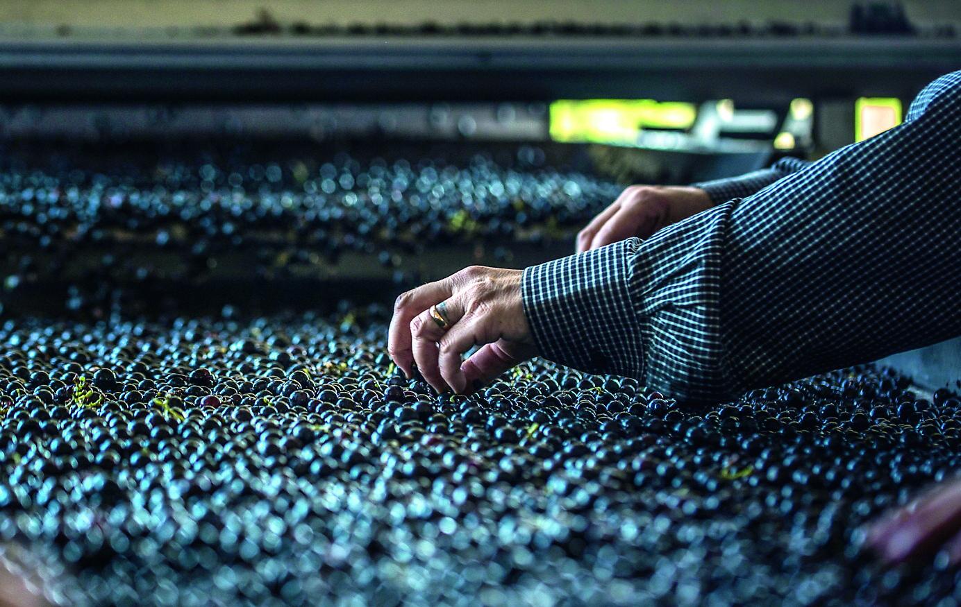 Dazi sul vino, allarme posti di lavoro i Toscana: tutti i rischi che corre la produzione del vino