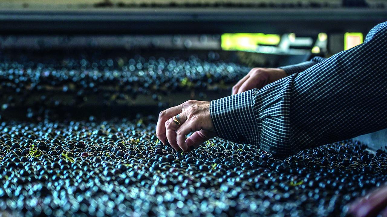 Dazi sul vino, allarme posti di lavoro i Toscana: tutti i rischi che corre la produzione del vino