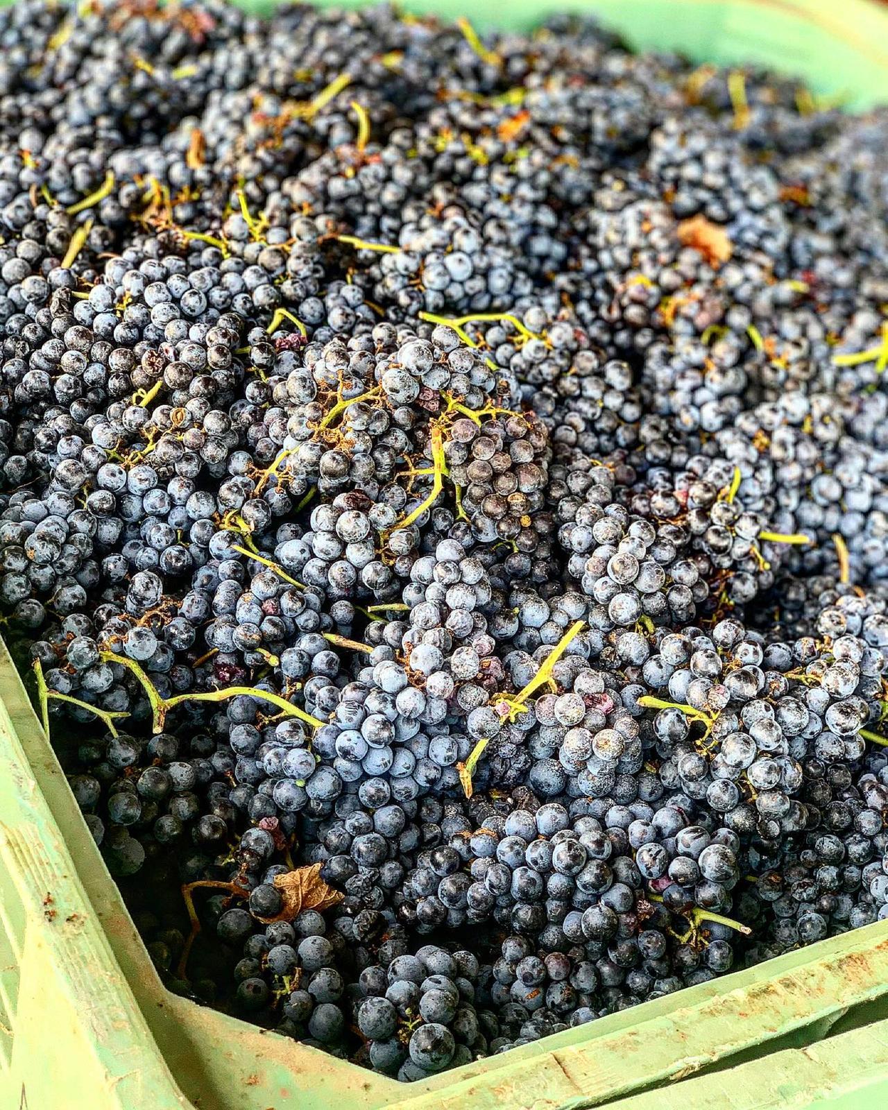Dazi Usa, anche il vino rischia grosso. Mattarelli: «Possibili ripercussioni sul mercato interno»