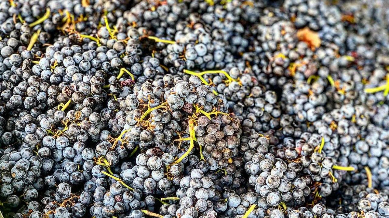 Dazi Usa, anche il vino rischia grosso. Mattarelli: «Possibili ripercussioni sul mercato interno»