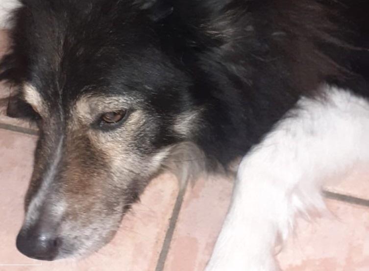Cane ferito da un colpo di carabina a Malborghetto, Debby è di nuovo a casa