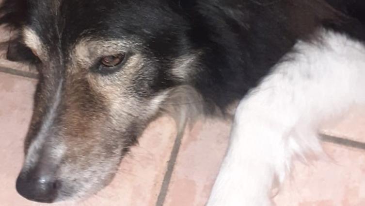 Cane ferito da un colpo di carabina a Malborghetto, Debby è di nuovo a casa