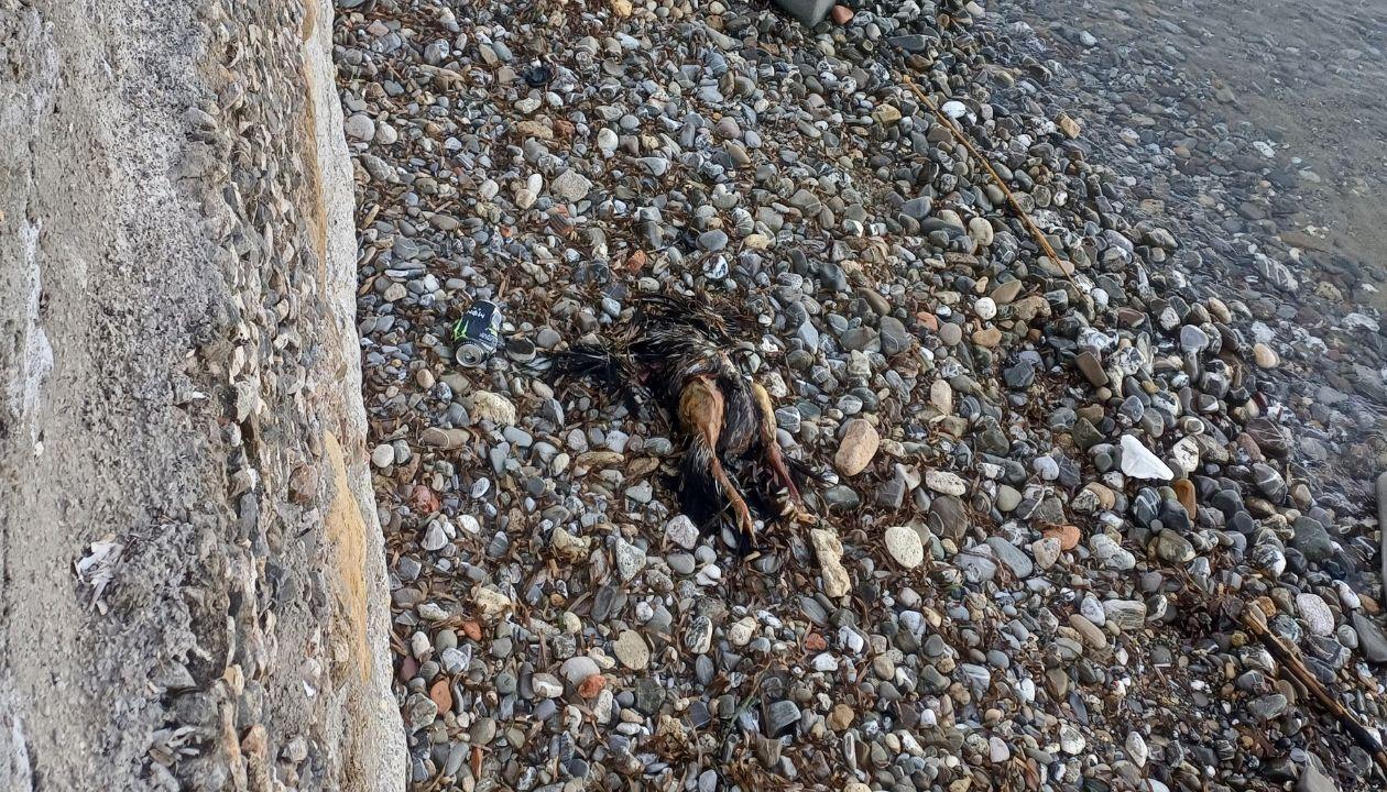 Livorno, carcassa di gallo in spiaggia poco più a sud dei Tre Ponti di Antignano