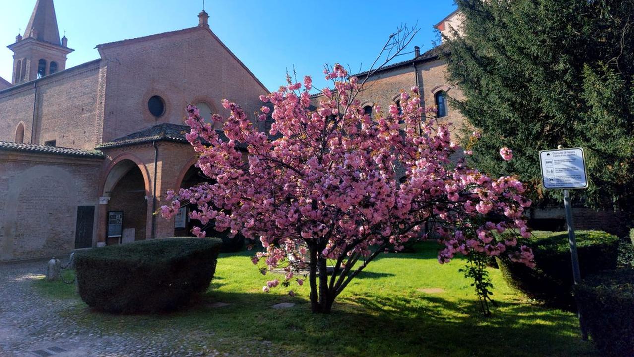 Ferrara, il ciliegio in fiore e il compleanno della Nuova