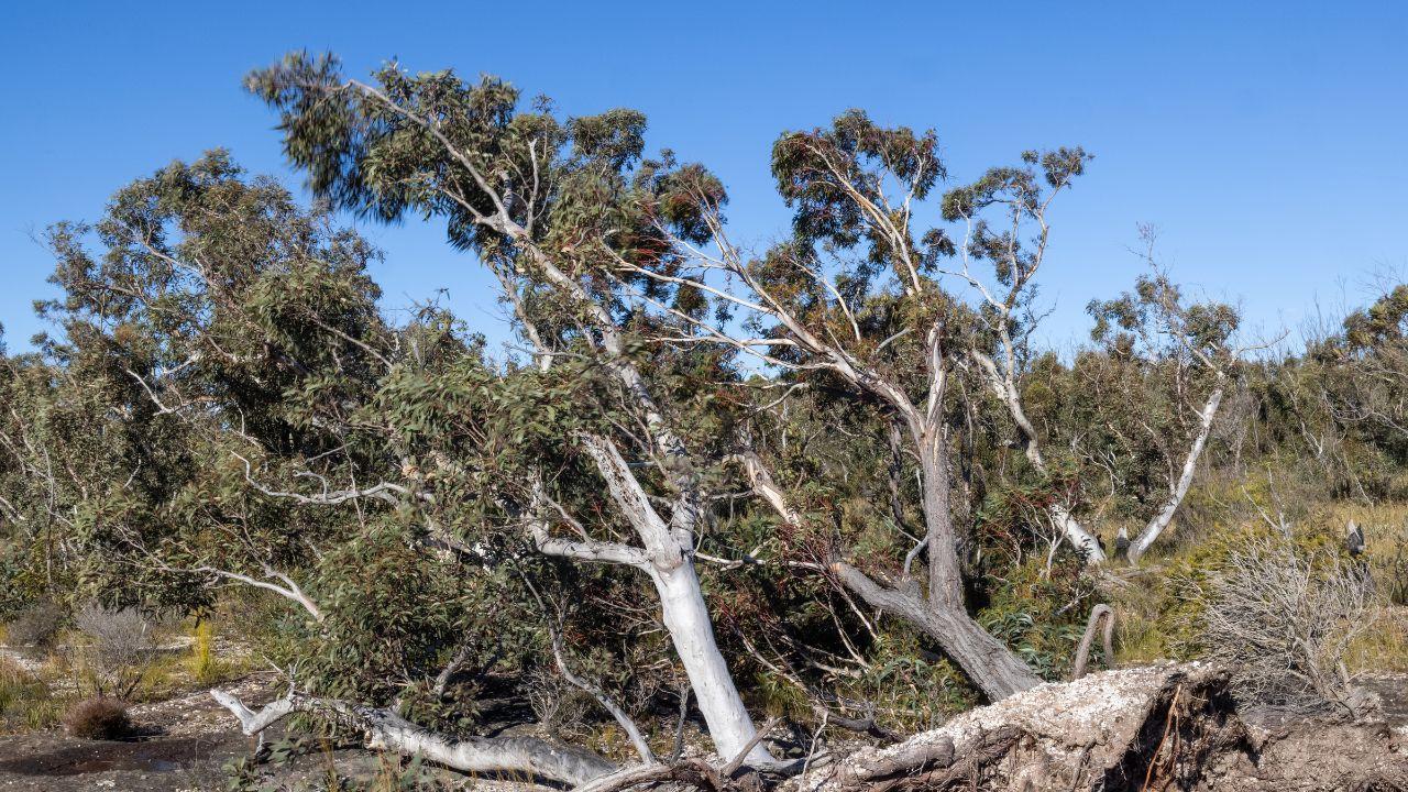 Allerta per vento forte in Toscana