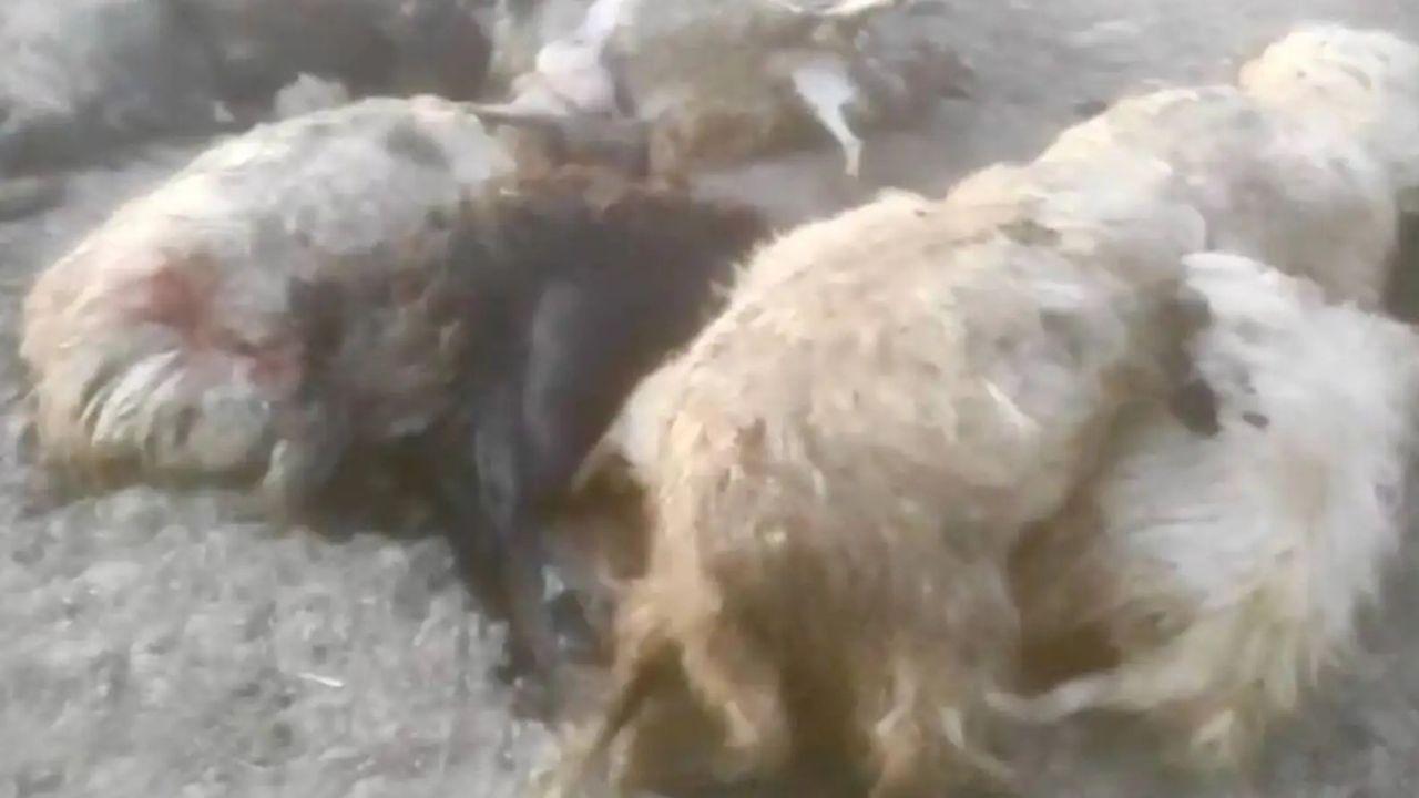 
	Le pecore sbranate dai lupi&nbsp;

