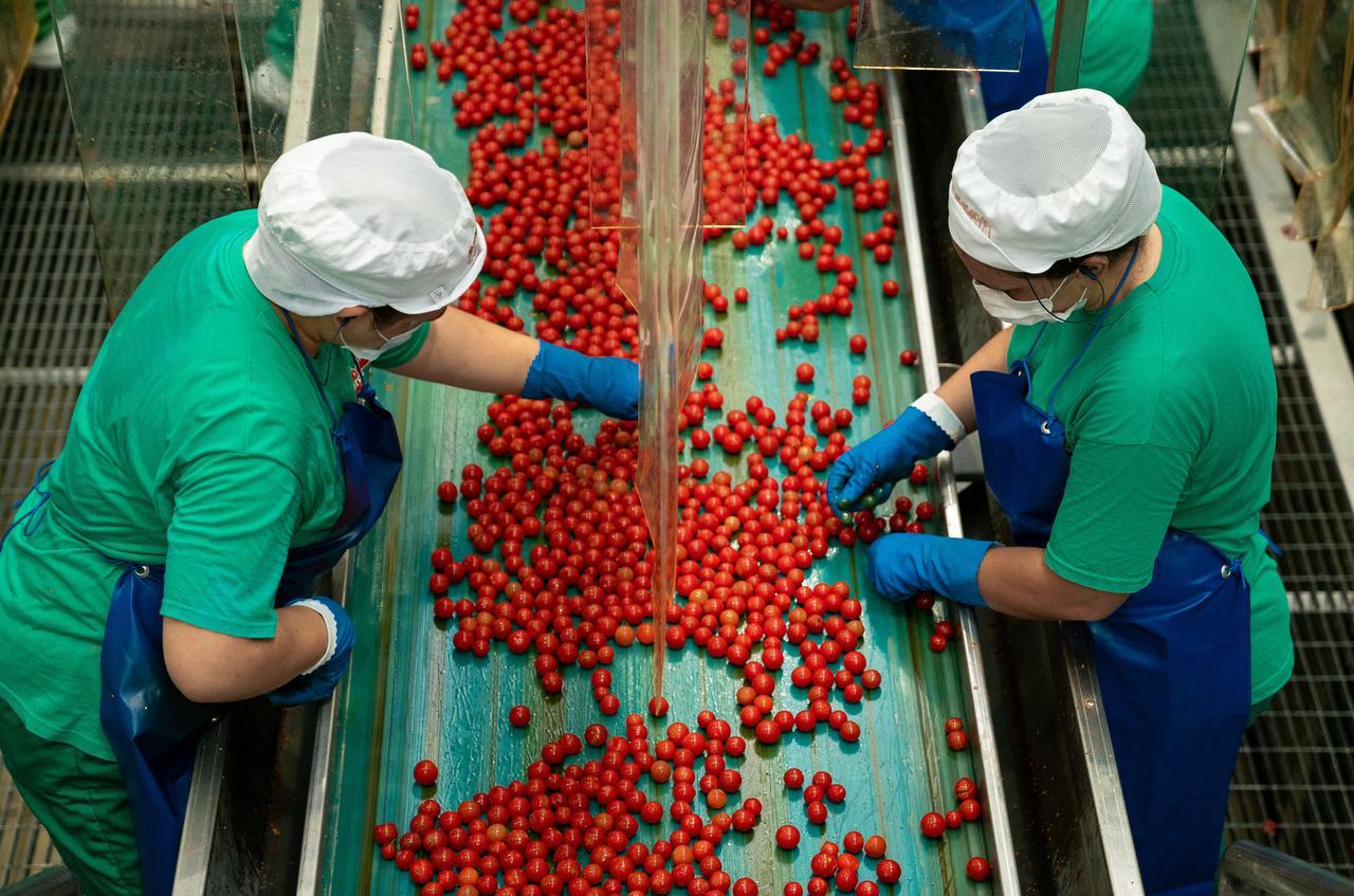 Mutti cerca 1.300 stagionali per la campagna del pomodoro: opportunità a Gualtieri