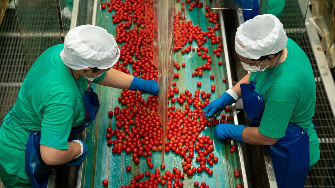 Mutti cerca 1.300 stagionali per la campagna del pomodoro: opportunità a Gualtieri