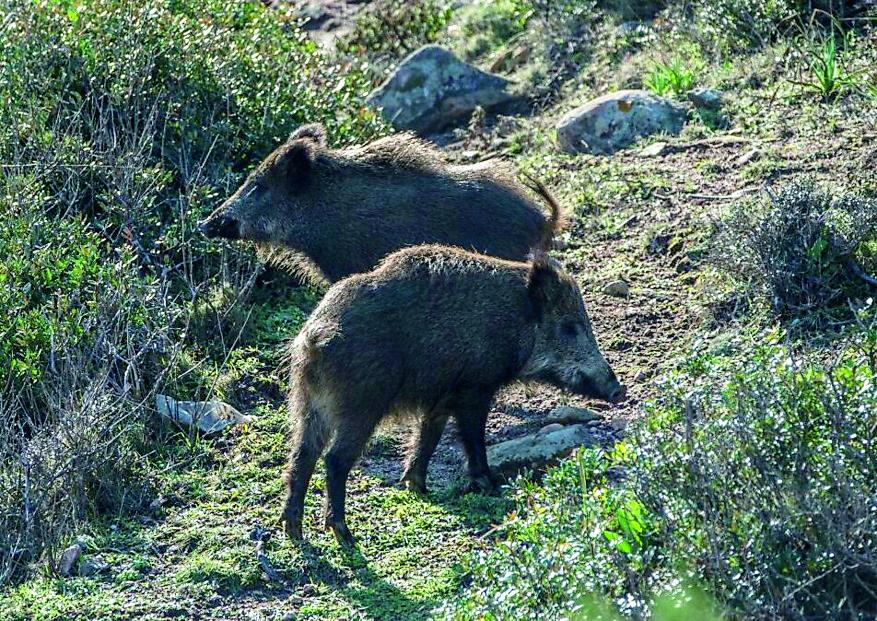 Invasione di cinghiali, via libera alla cattura e all’abbattimento