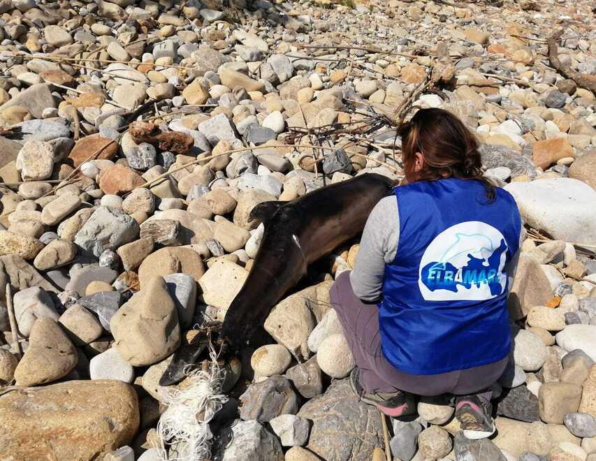 Elba, trovato un altro delfino spiaggiato: perché è un campanello d'allarme sullo stato di salute del mare