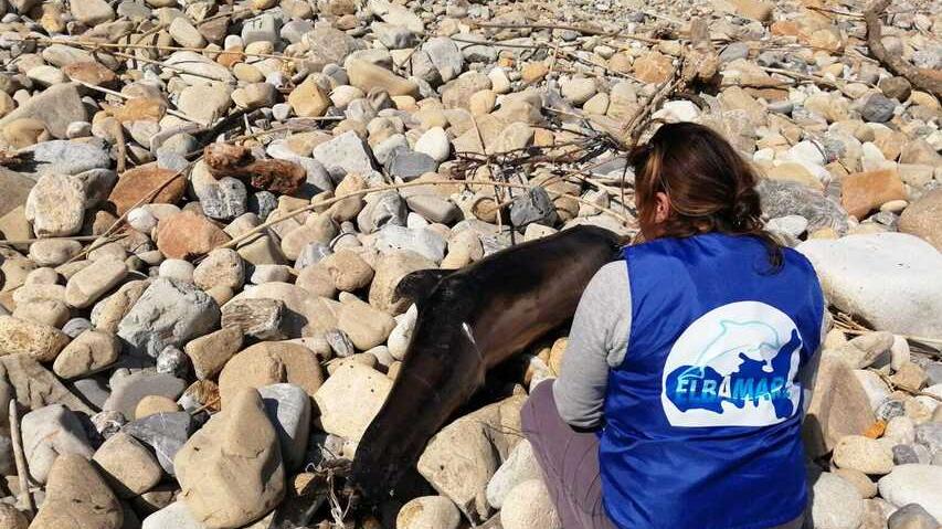 Elba, trovato un altro delfino spiaggiato: perché è un campanello d'allarme sullo stato di salute del mare