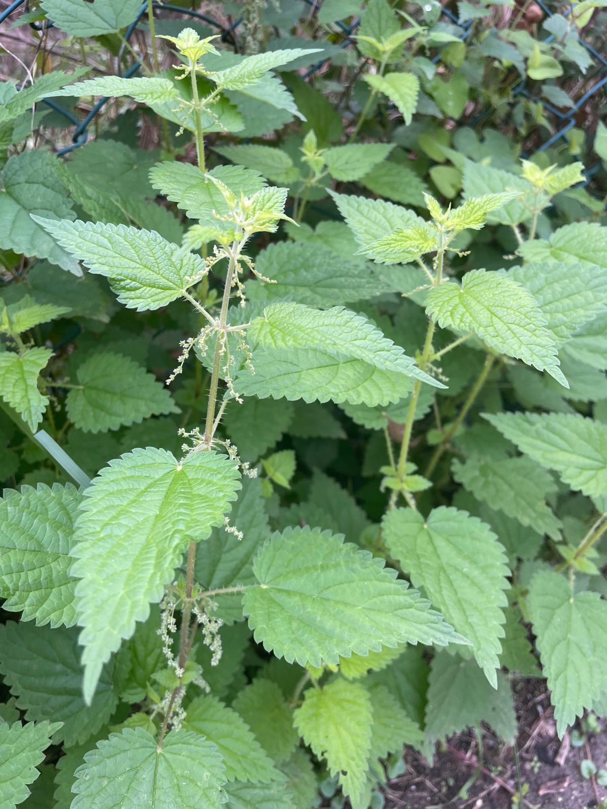 Le ortiche, oltre che buone utili contro acari e afidi