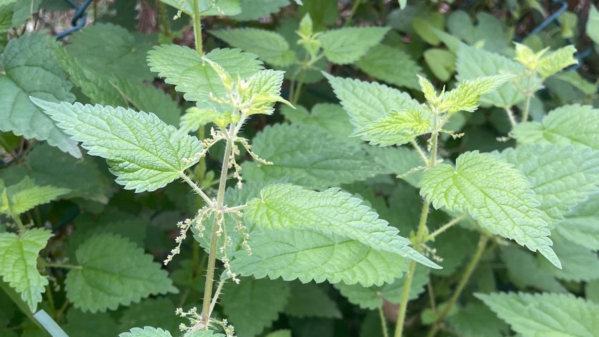 Le ortiche, oltre che buone utili contro acari e afidi